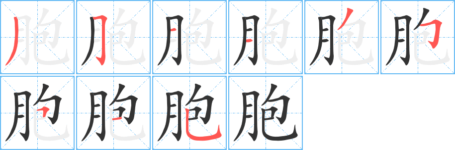 胞字的笔顺分步演示